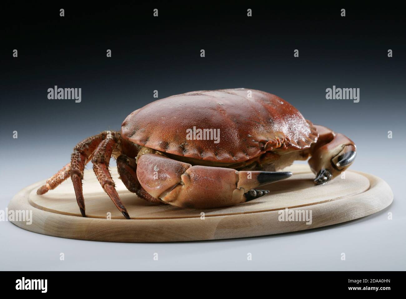 crab (CTK Photo/Zdenek Rerych) Stock Photo