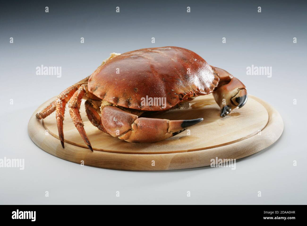 crab (CTK Photo/Zdenek Rerych) Stock Photo