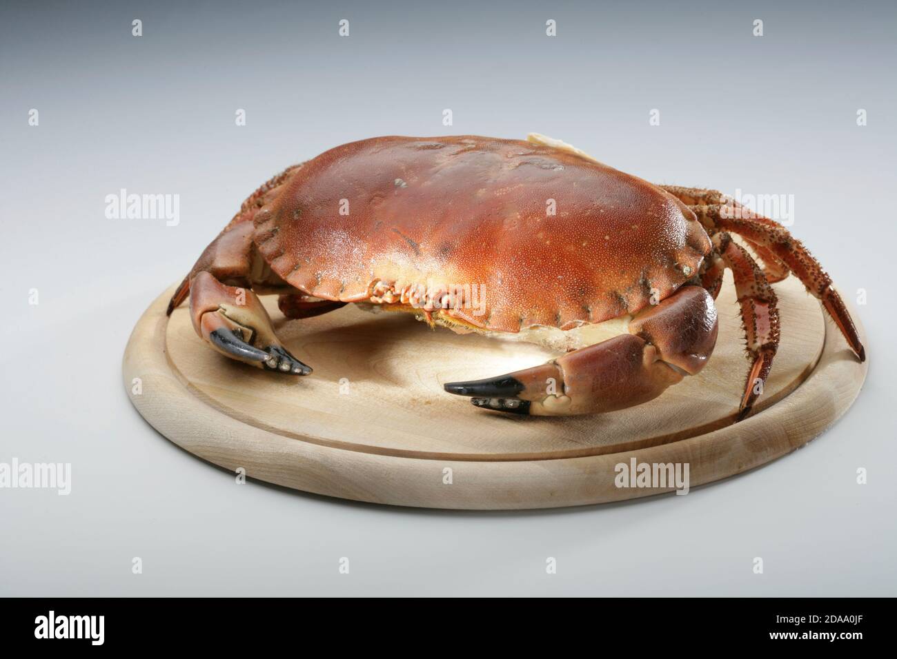 Krab hi-res stock photography and images - Alamy