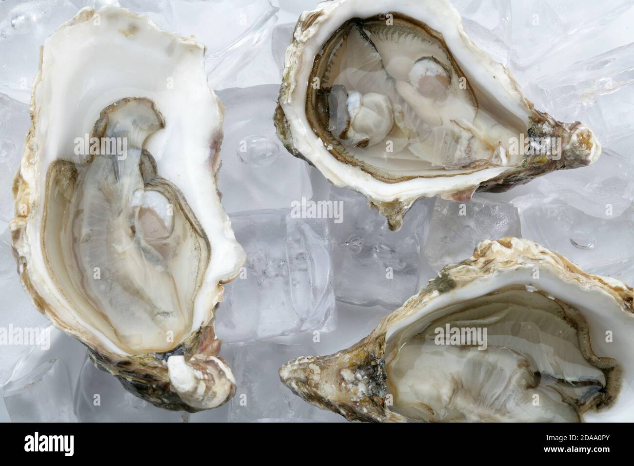 Ostrea edulis, European flat oyster, oysters. (CTK Photo/Zdenek Rerych