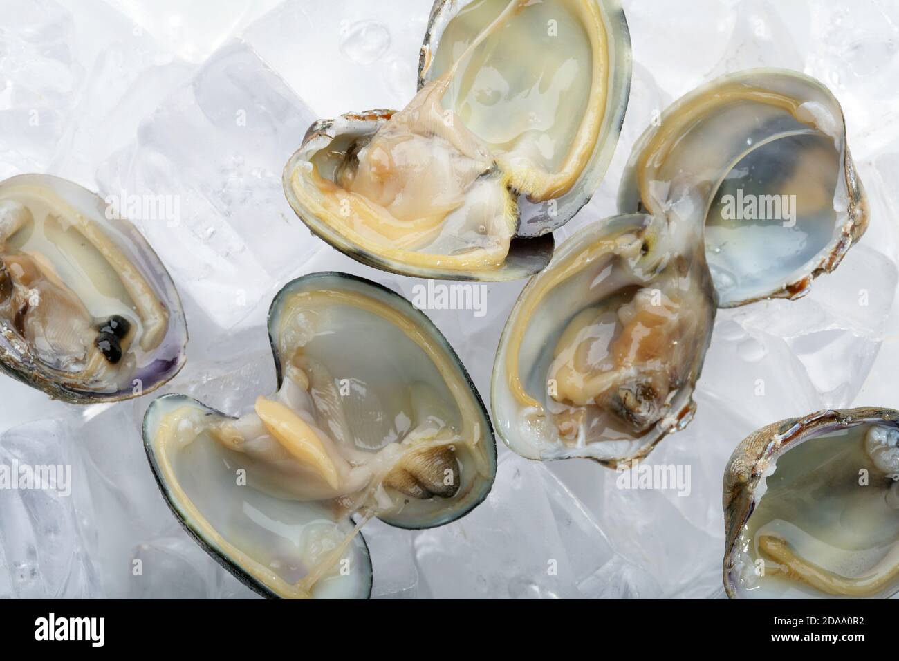 Ostrea edulis, European flat oyster, oysters. (CTK Photo/Zdenek Rerych