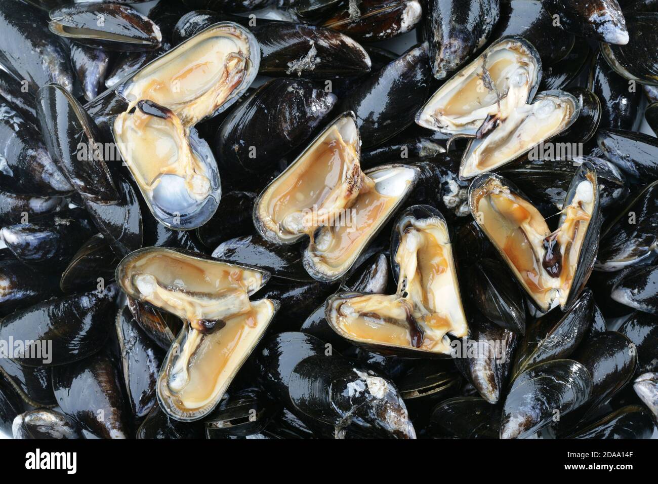 Mytilus galloprovincialis hi-res stock photography and images - Alamy