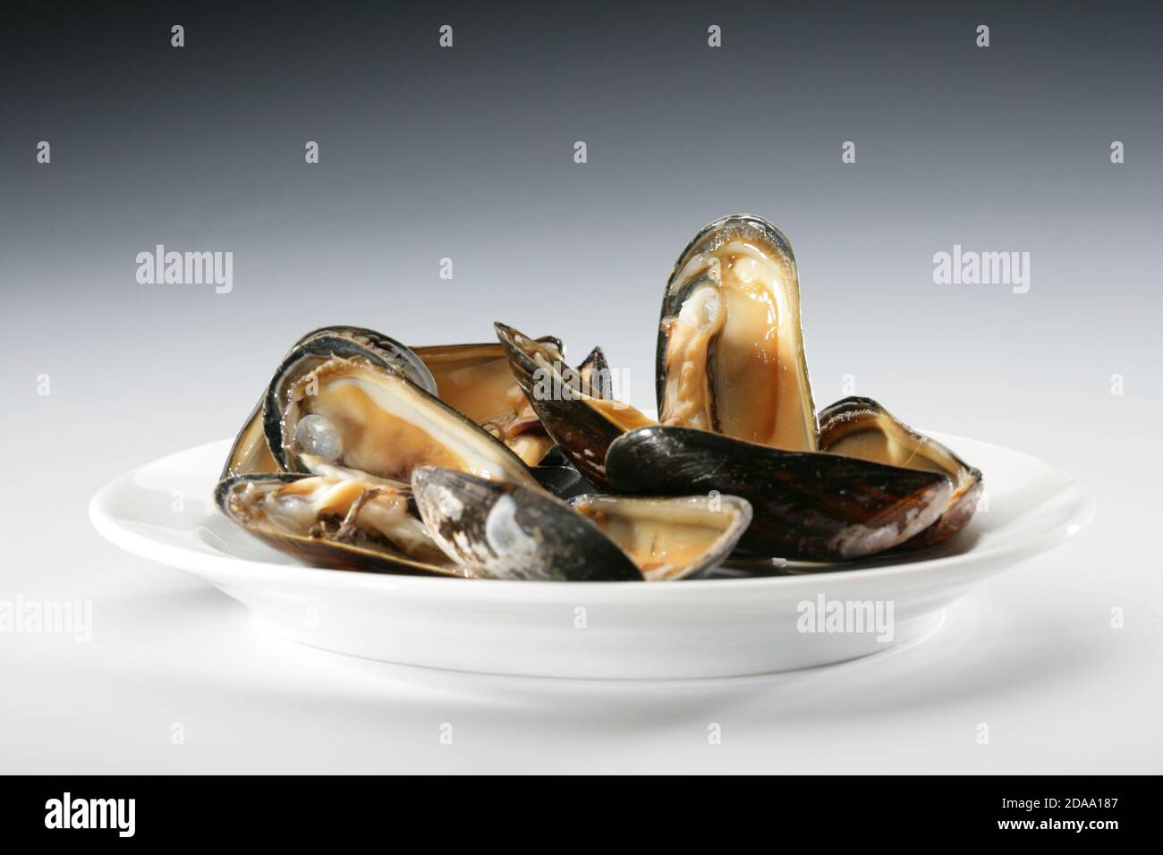 Mytilus galloprovincialis hi-res stock photography and images - Alamy