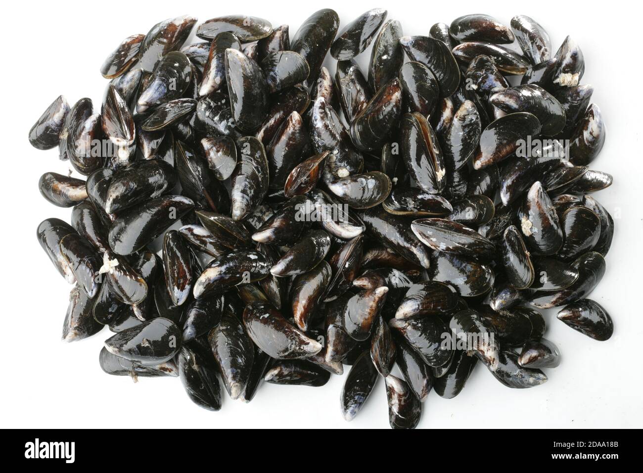Mytilus galloprovincialis hi-res stock photography and images - Alamy