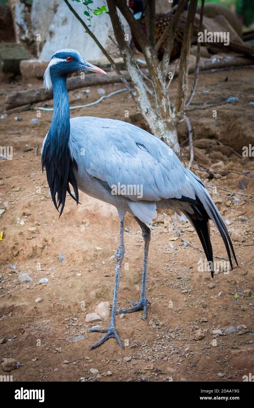 Demoiselle crane (Grus virgo) in bird sanctuary in Islamabad, Pakistan