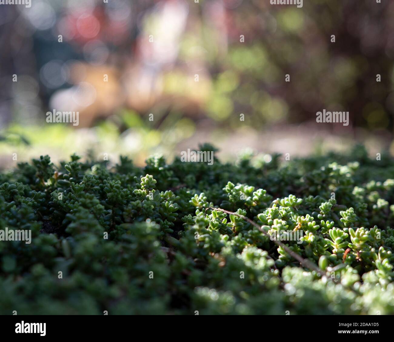 Garden moss flower bed Stock Photo Alamy