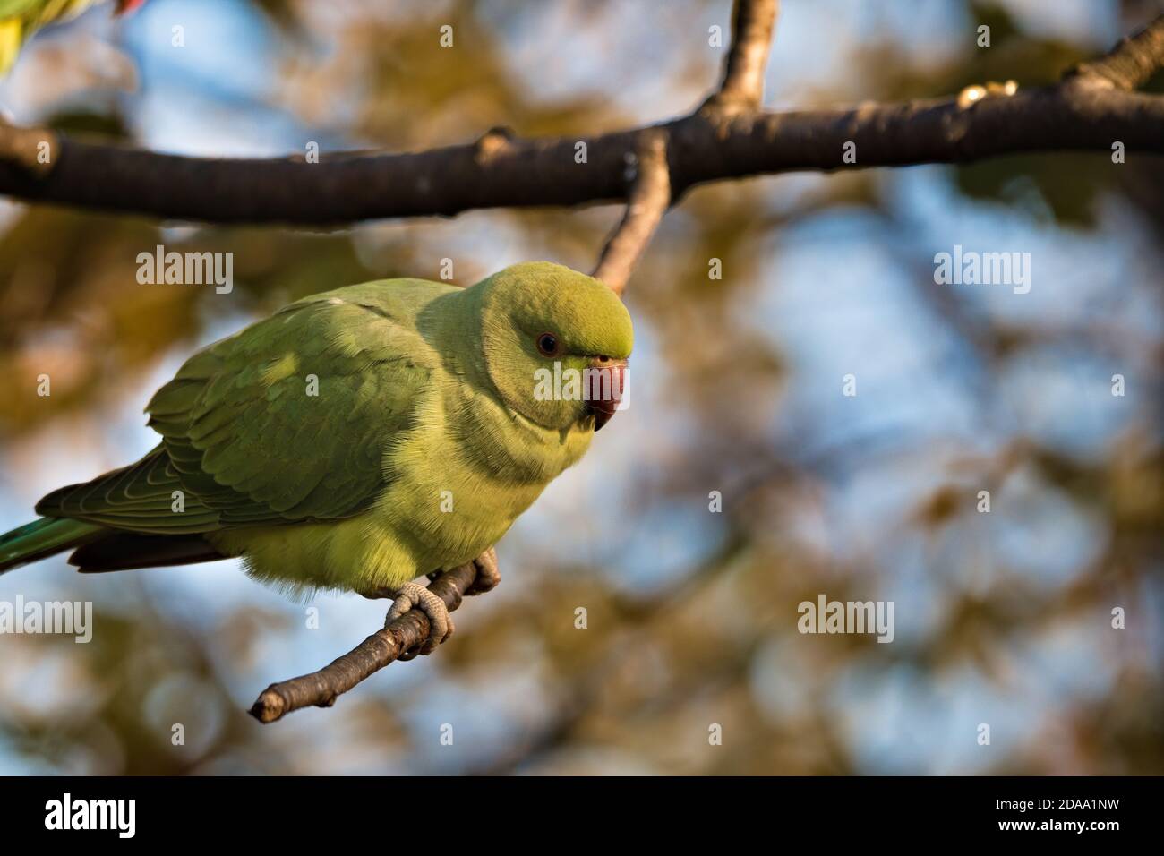 Green rose ringed parakeet, Psittacula krameri, resting on a branch in the treetops Stock Photo
