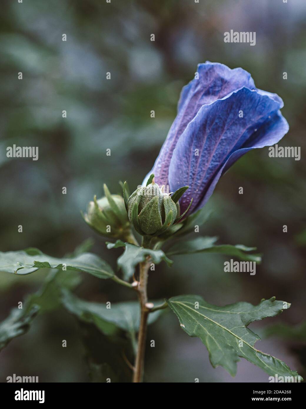 Purple garden flowers in bloom Stock Photo - Alamy