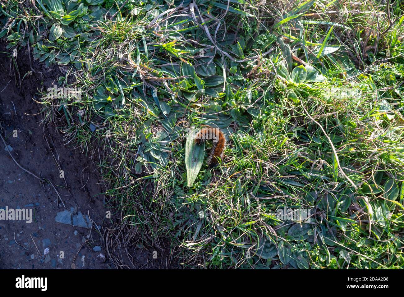 Garden tiger moth caterpillar hi-res stock photography and images - Alamy