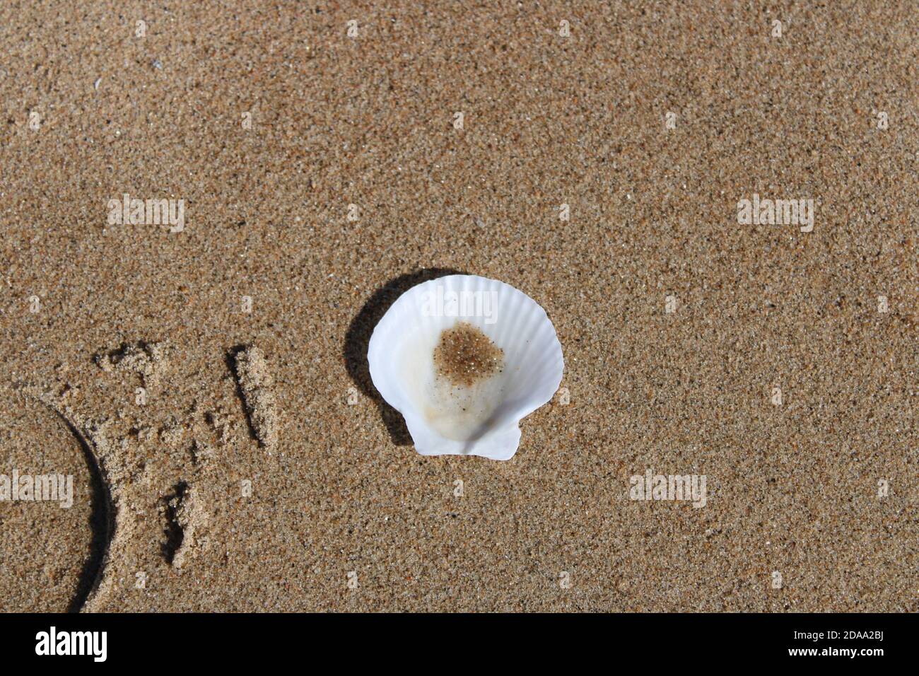 Bright white scallop shell isolated on a sandy beach Stock Photo