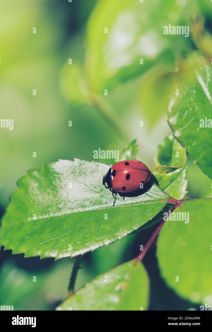 ladybird sitting on a green rose plant leaf, macro color picture Stock Photo