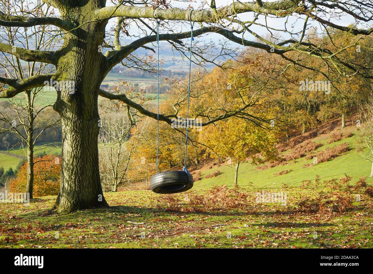 Rubber tyre tire rope swing hanging from tree in autumn landscape scene on a sunny day. Memories of childhood. Stock Photo