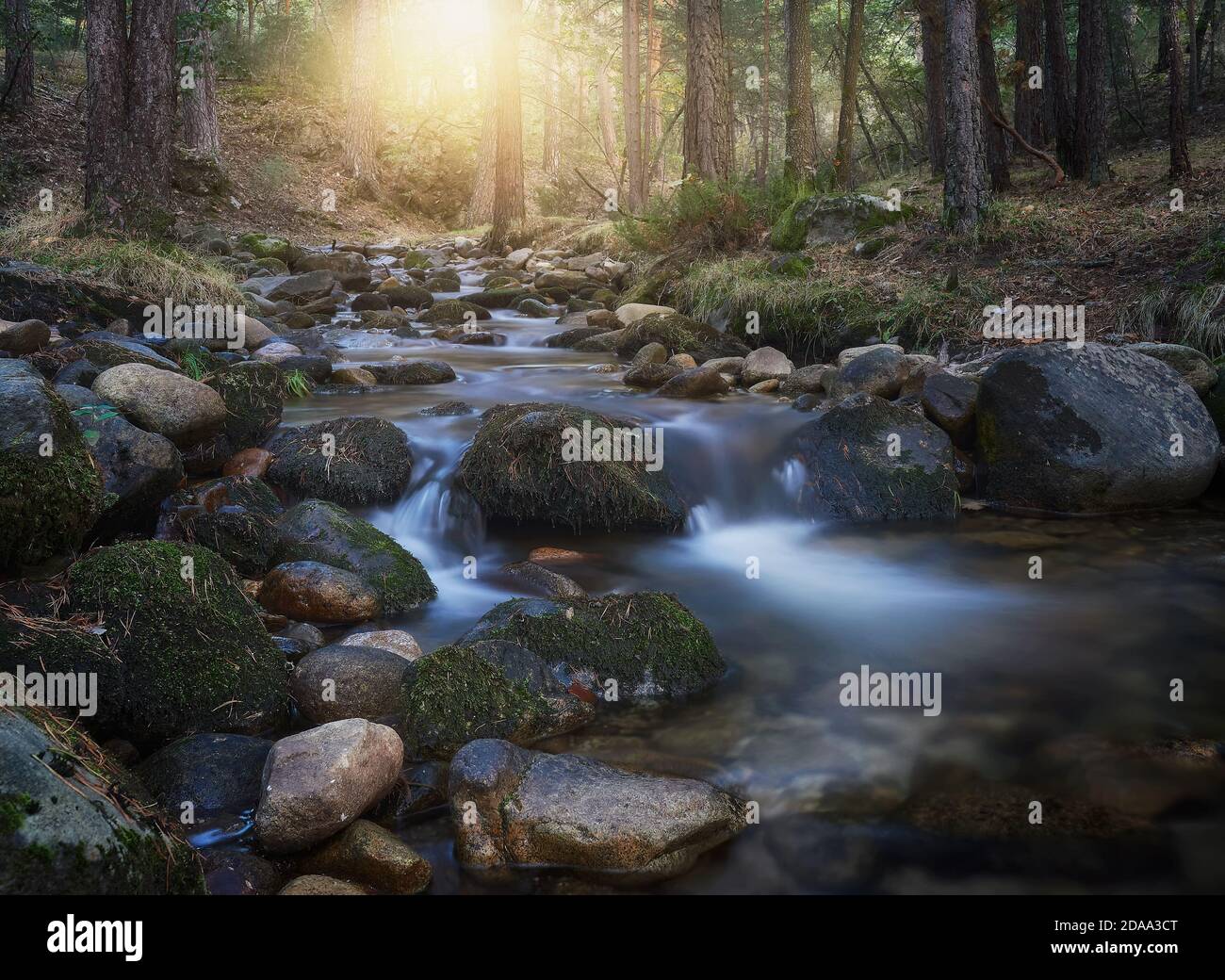 Pine forest waterfall hi-res stock photography and images - Alamy