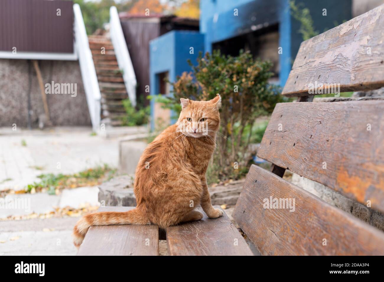 Red stray cat sitting on wooden bench in a city park. Animal protection ...