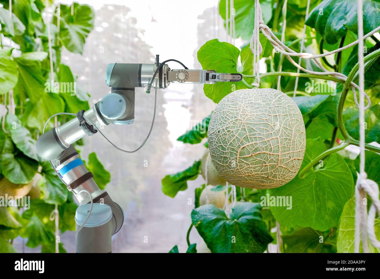 Close-up smart robotic that installed an inside on melon greenhouse garden for assistant farmers harvest melon fruits, smart farming 4.0 concept Stock Photo