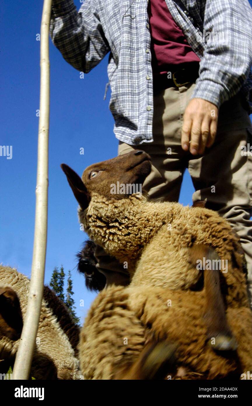 shepherd with his flock of sheep on a mountain meadow Stock Photo - Alamy
