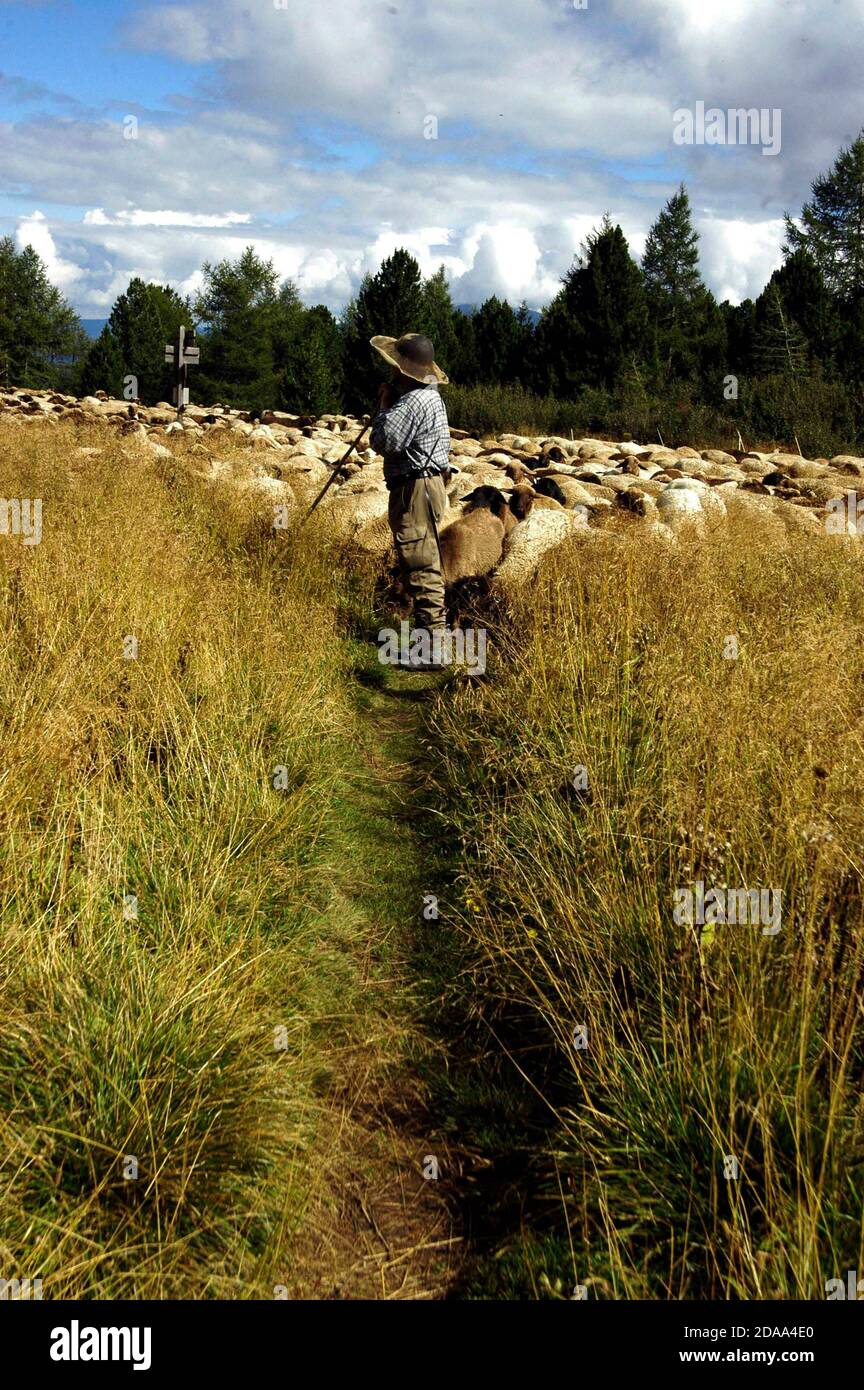 shepherd with his flock of sheep on a mountain meadow Stock Photo - Alamy