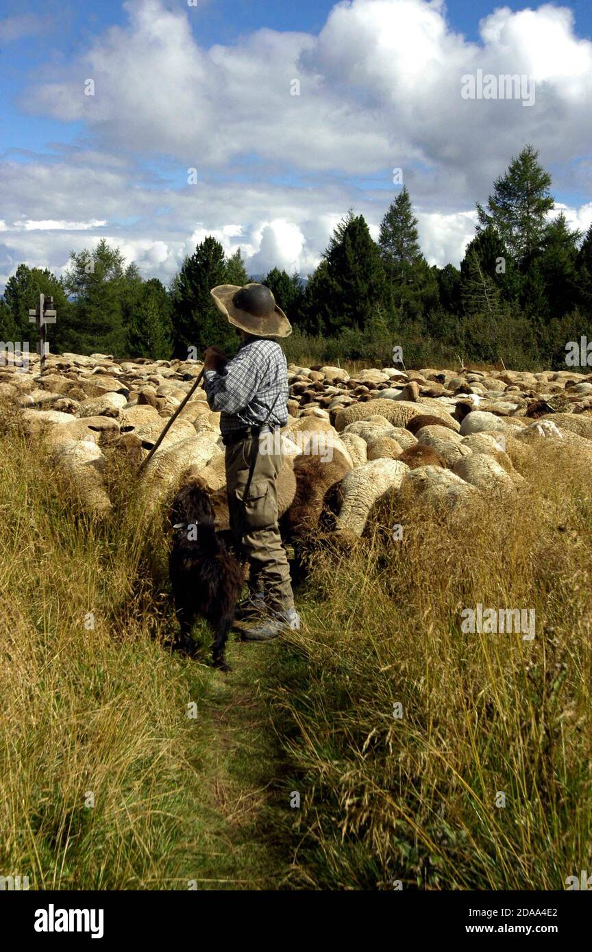 shepherd with his flock of sheep on a mountain meadow Stock Photo - Alamy