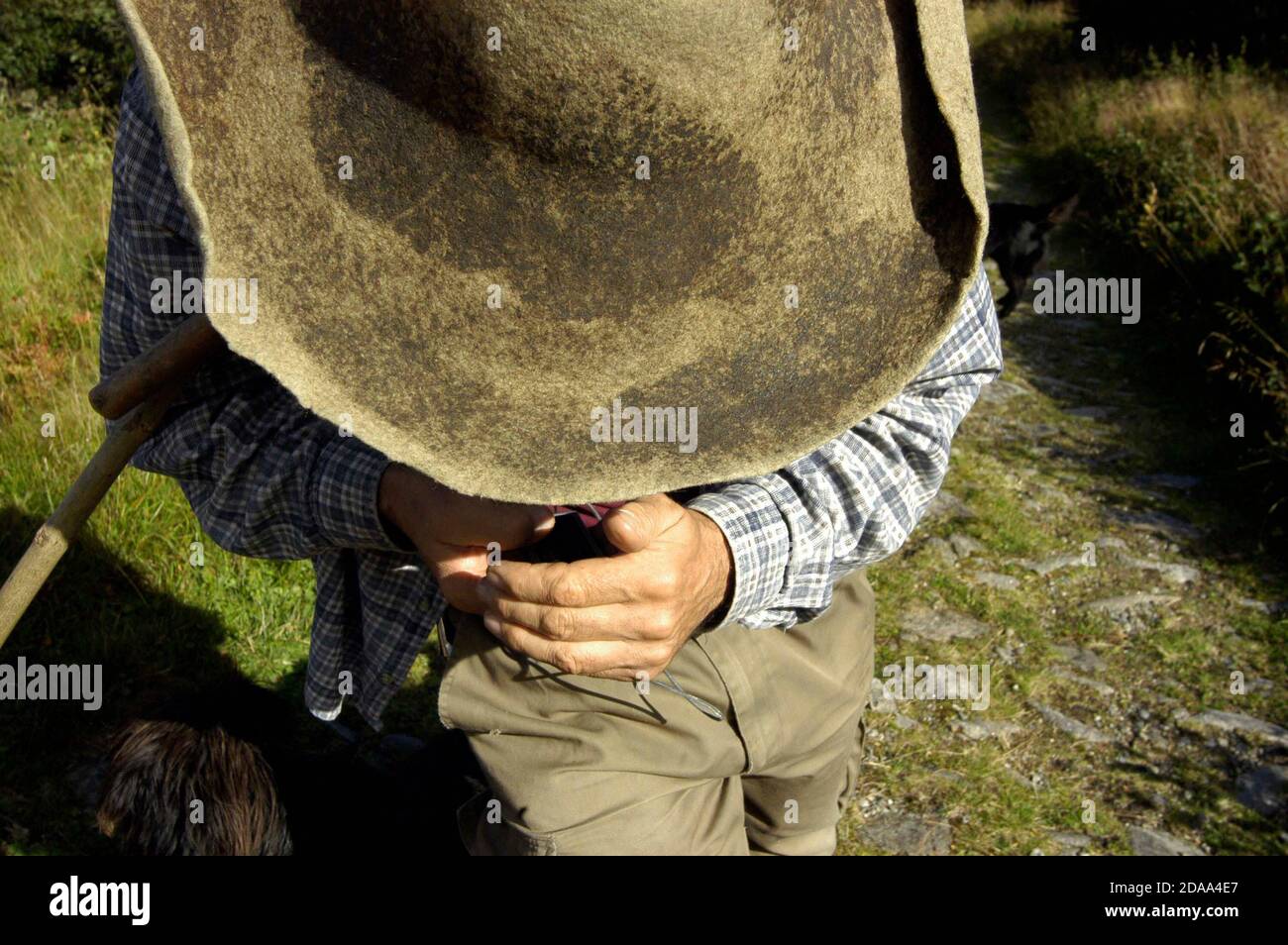 shepherd with his flock of sheep on a mountain meadow Stock Photo - Alamy