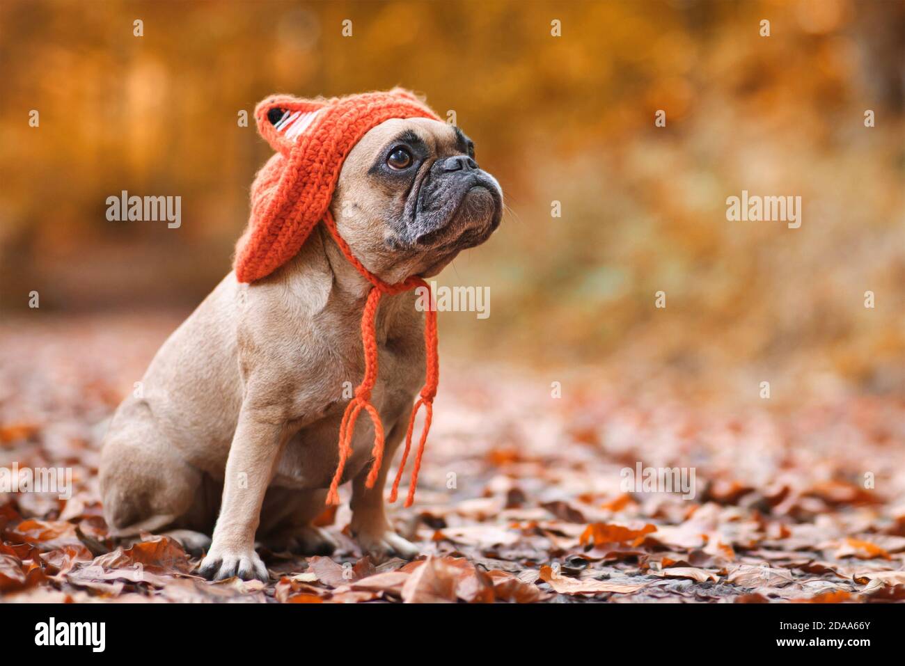 French bulldog hat with ears sale
