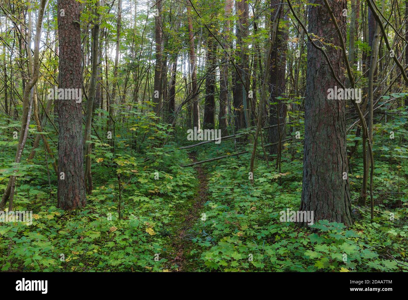 Inside the green woods. Stock Photo