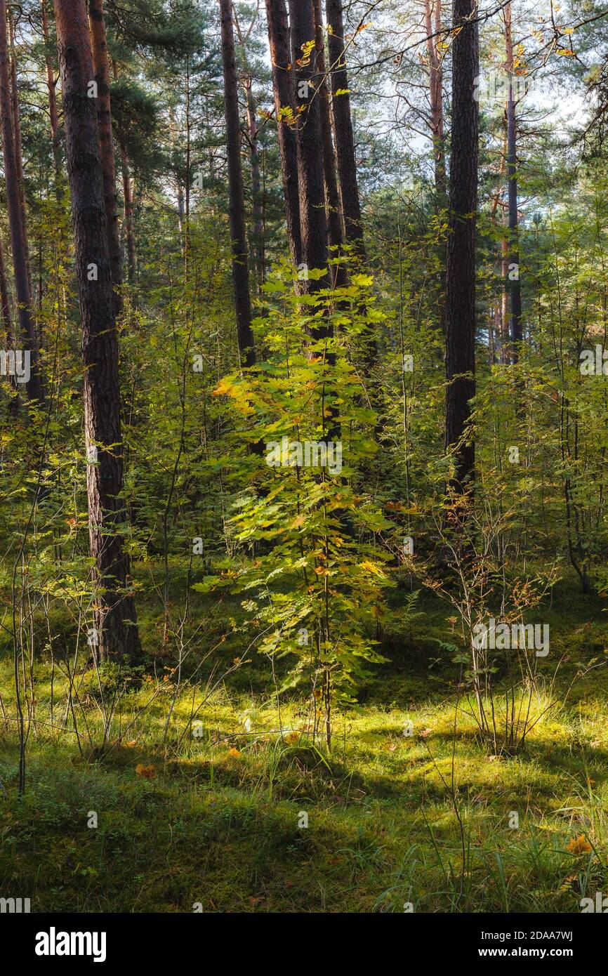 Inside the green woods. Stock Photo