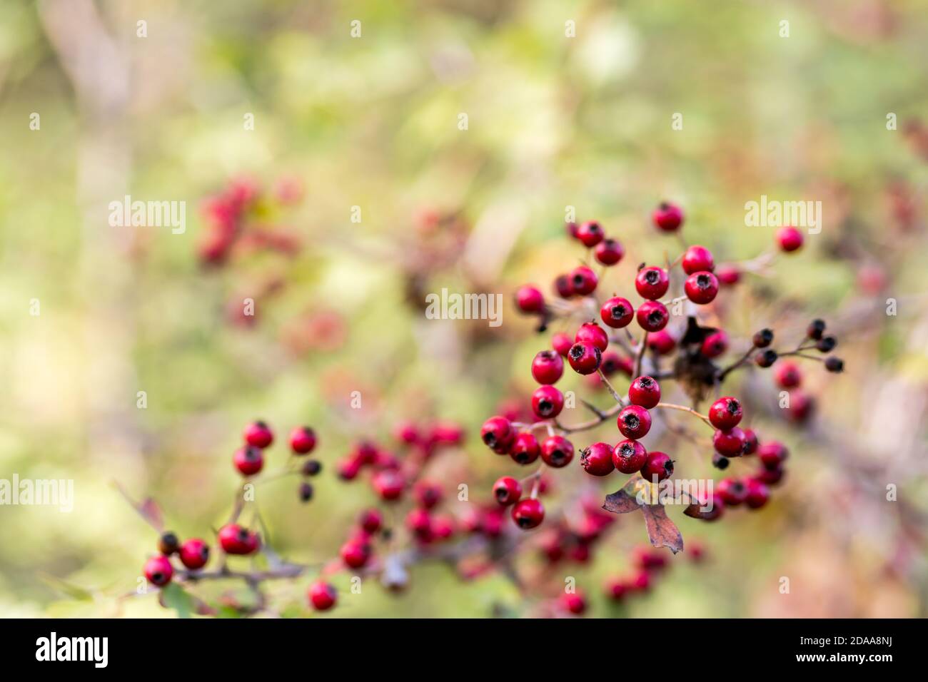 Wild red berry hi-res stock photography and images - Alamy