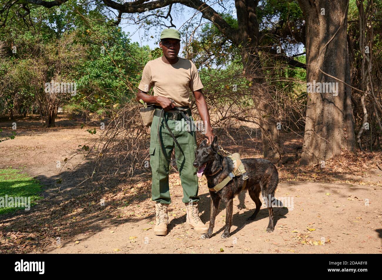 Demonstration of Conservation South Luangwa with anti-poaching dogs, K9 Detection Dogs Unit, South Luangwa National Park, Mfuwe, Zambia, Africa Stock Photo