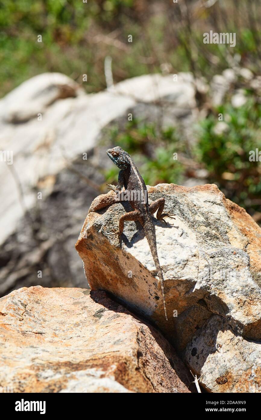 Southern Cape Agama Lizard basking on rock in Jonkershoek Nature