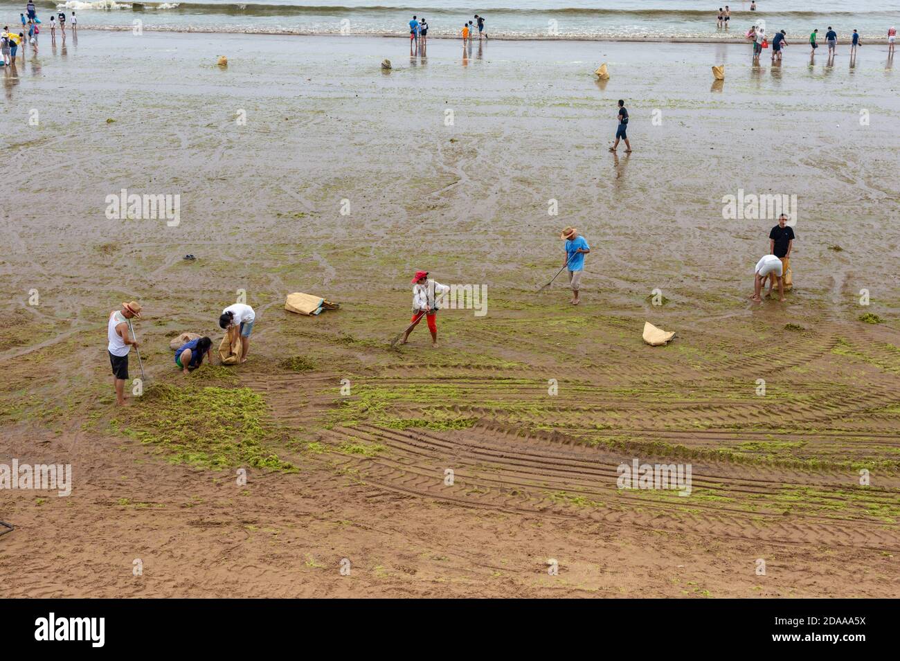 Qingdao / China - August 5, 2015: Workers cleaning sea lettuce algal bloom (Enteromorpha) at Qingdao city beach. Sea lettuce is a common pollutant at Stock Photo