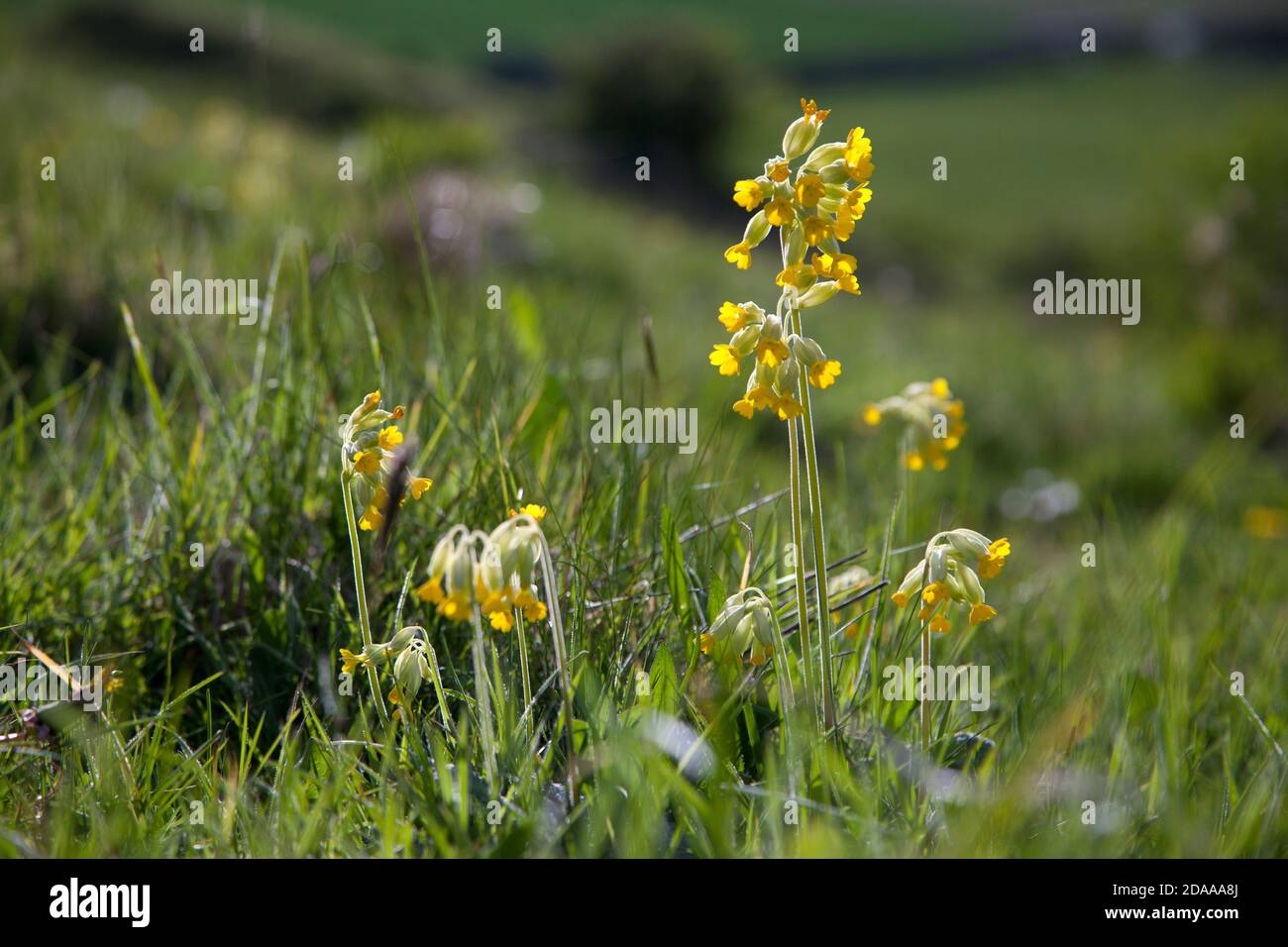 Cowslips growing on chalk downland near the village of Fovant in the Nadder Valley, Wiltshire. Stock Photo