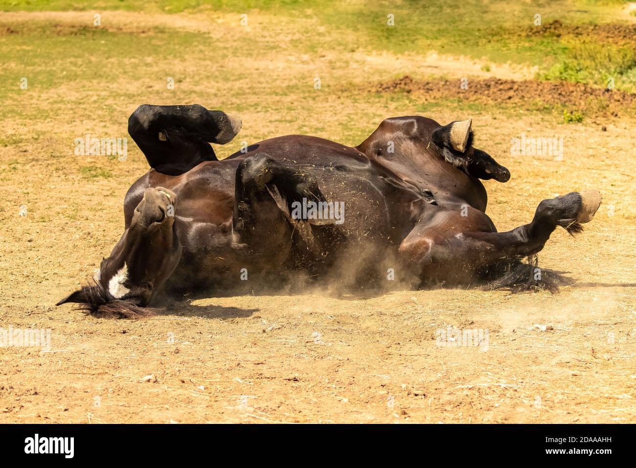 A thoroughbred brown horse rolling on the ground Stock Photo Alamy