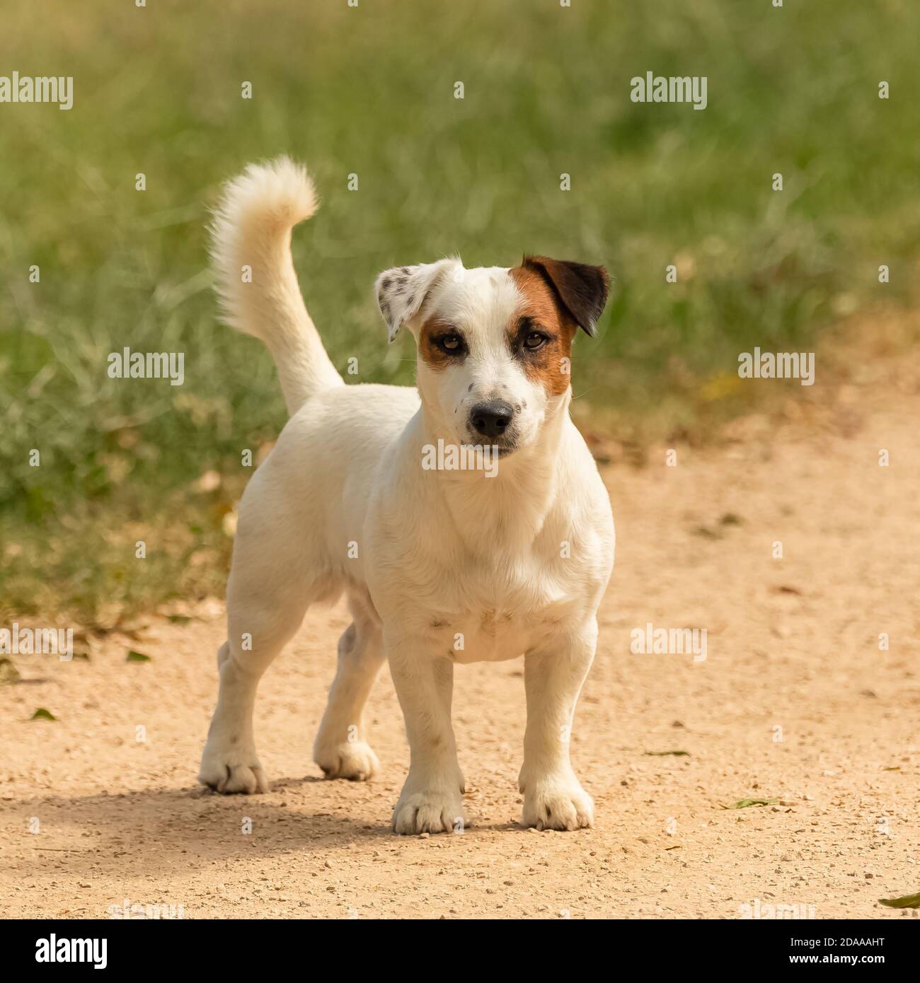 A cute puppy Jack Russell Terrier in the campaign Stock Photo Alamy
