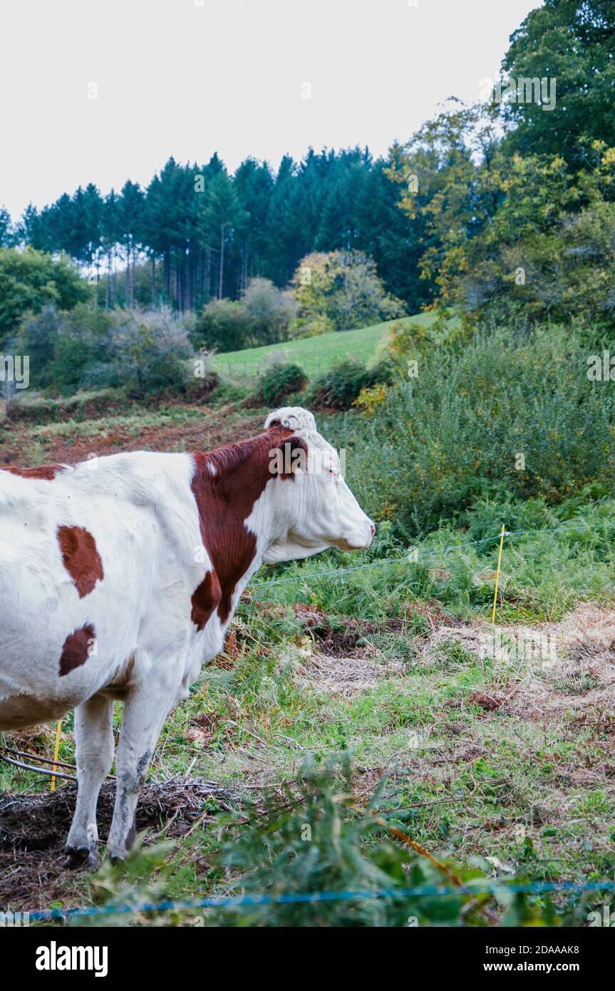 Closeup shot of a cow grazing in the fields Stock Photo - Alamy