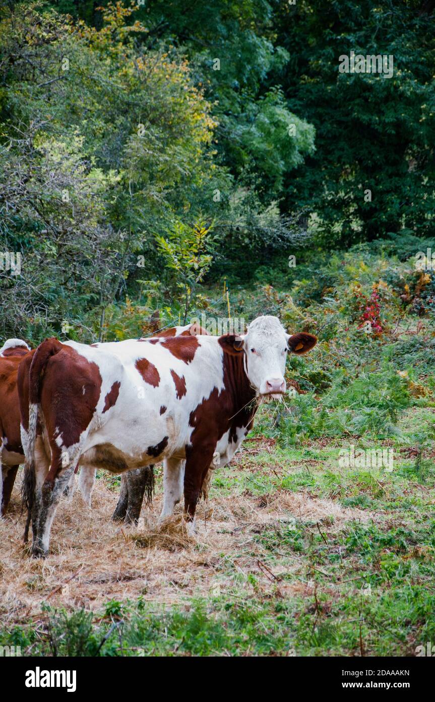 Herd of cows grazing in the fields Stock Photo - Alamy