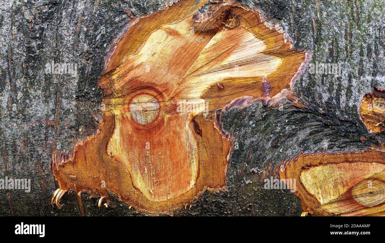 Abstract wood texture of wild cherry - Prunus avium Stock Photo