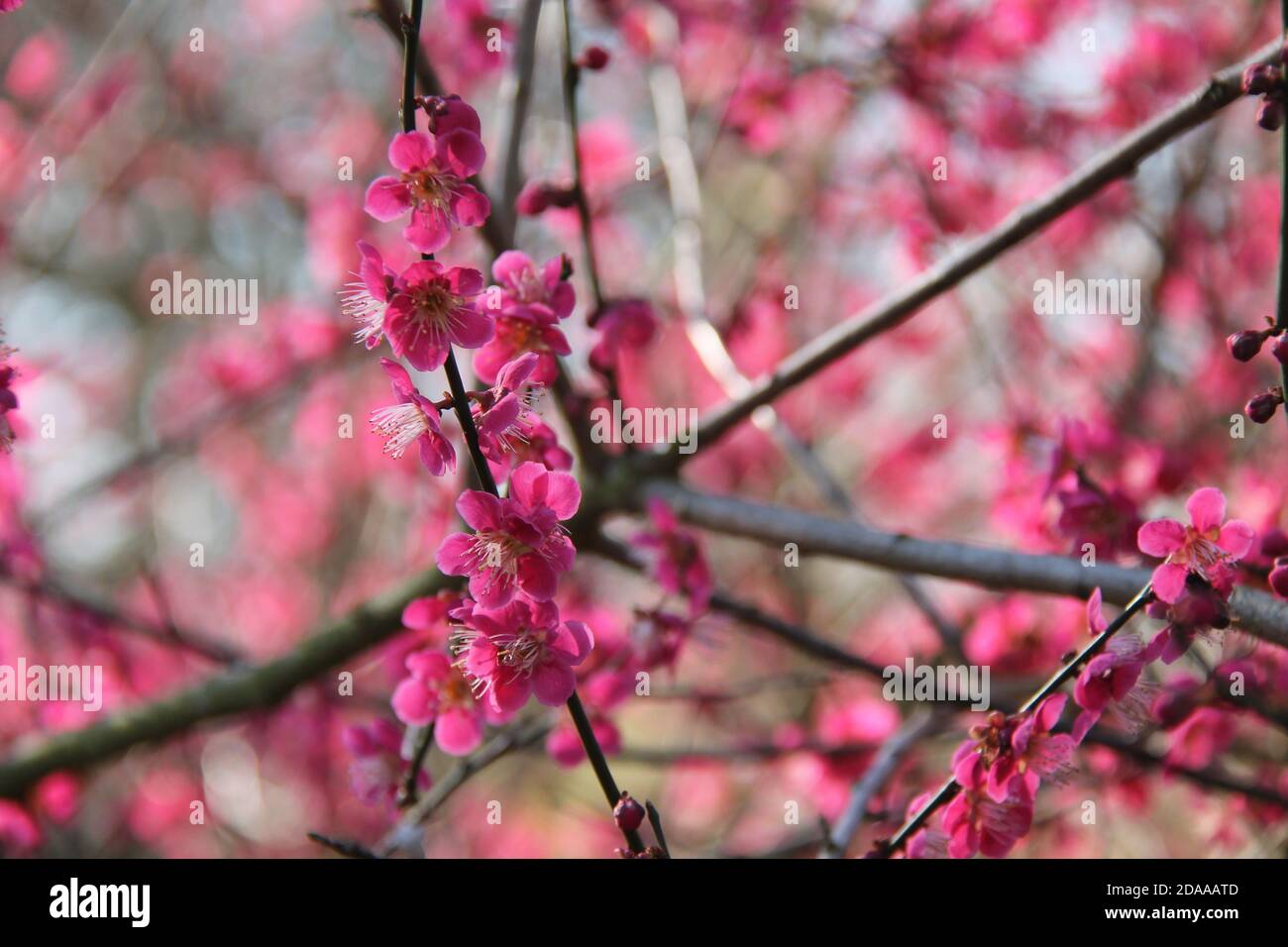 The Beautiful Pink Flowers of a Prunus Mume Plant Stock Photo - Alamy