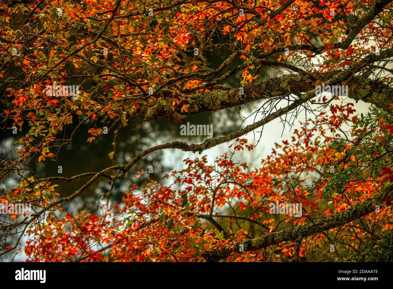 Close up frame of Autumn leaf foliage in the south of France. Stock Photo