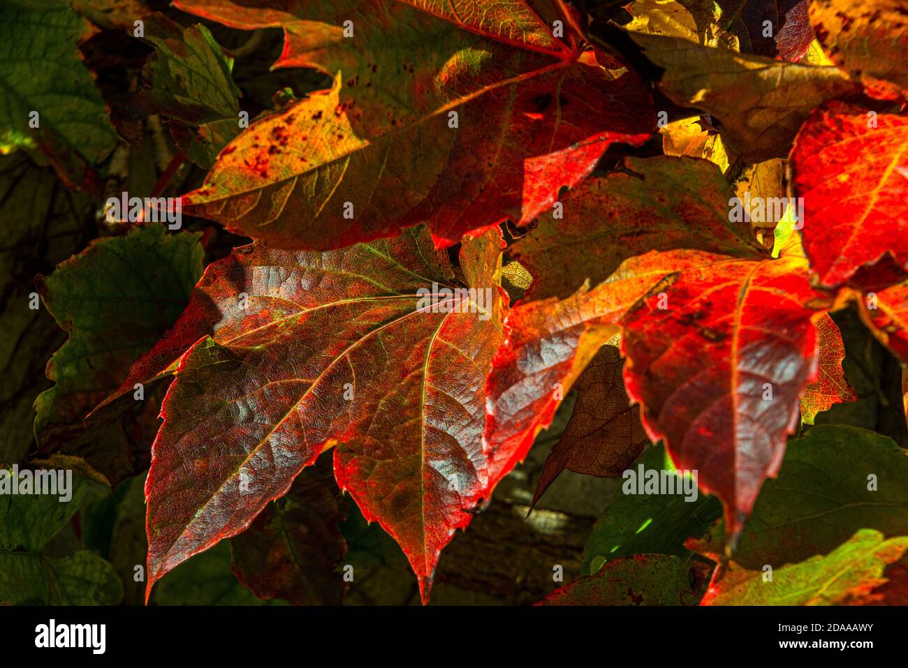 Close up frame of Autumn leaf foliage in the south of France. Stock Photo