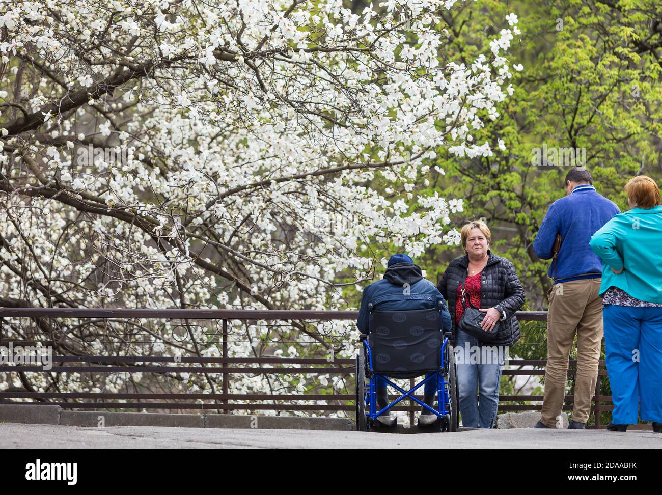 KYIV, UKRAINE - Apr 17, 2018: People enjoy magnolia blossoms. Disabled person in a wheelchair enjoying magnolia blossom. Blossoming magnolia trees att Stock Photo