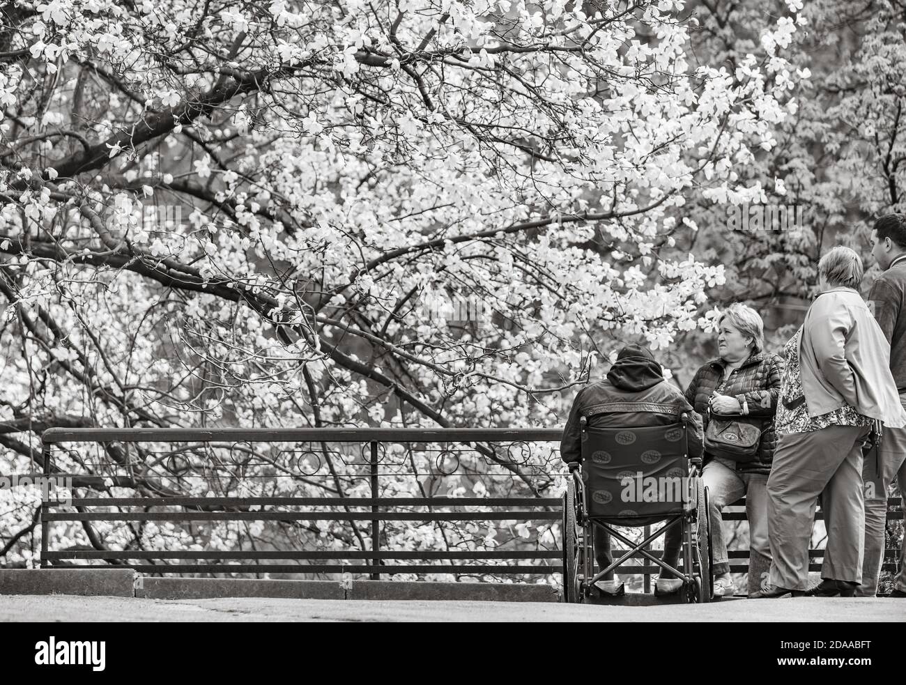 KYIV, UKRAINE - Apr 17, 2018: People enjoy magnolia blossoms. Disabled person in a wheelchair enjoying magnolia blossom. Blossoming magnolia trees att Stock Photo