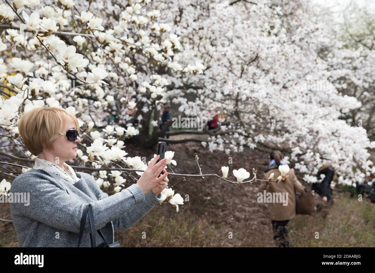KYIV, UKRAINE - Apr 17, 2018: People enjoy magnolia blossoms. People photograph and making selfies in blossoming magnolia garden. Blossoming magnolia Stock Photo