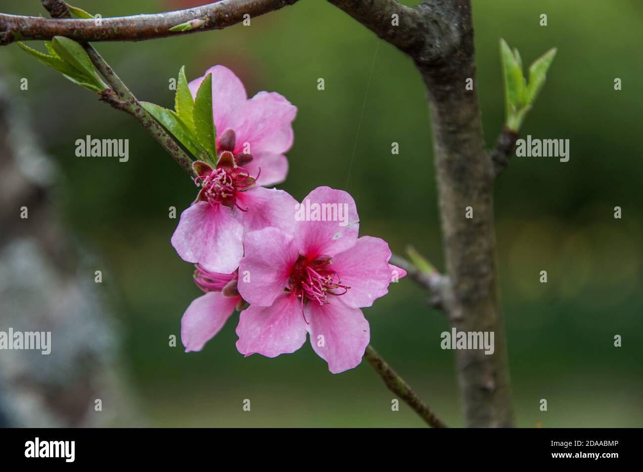 Closeup shot of cherry blossom Stock Photo - Alamy