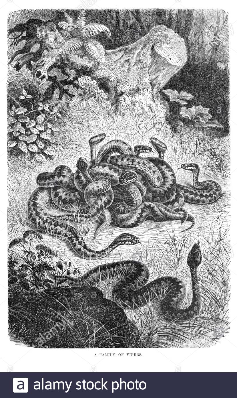Family of Vipers, vintage illustration from 1896 Stock Photo