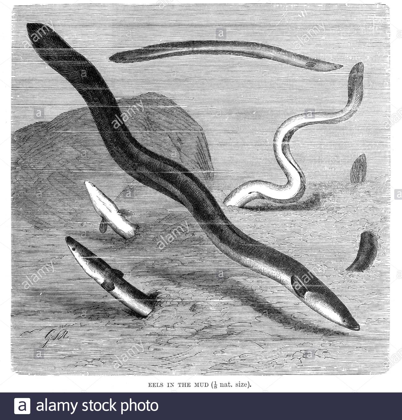 Eels in the mud, vintage illustration from 1896 Stock Photo