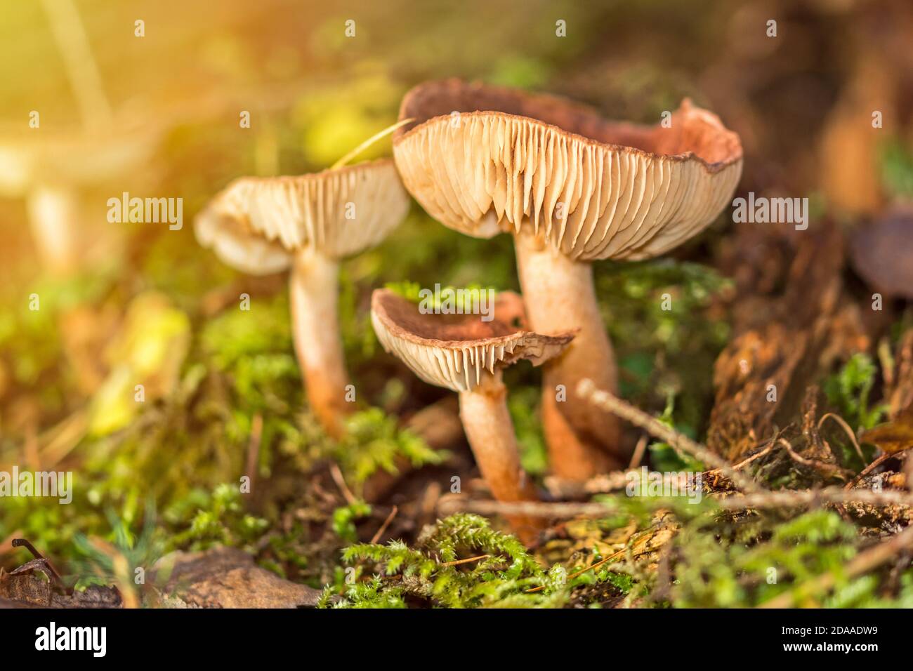 Brown mushrooms in the forest in scenic autumn sunlight Stock Photo