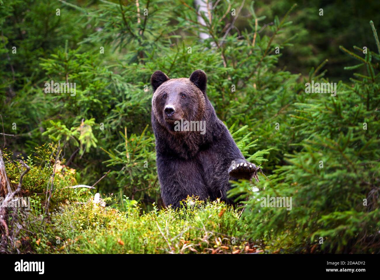 European brown bear in the forest. Big brown bear in forest Stock Photo ...