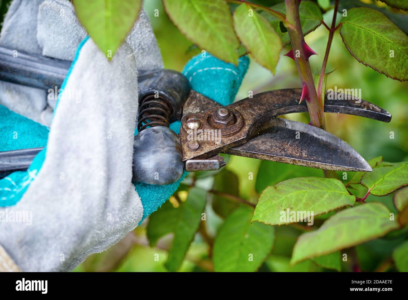 Pruning roses in the garden, gardener's hands with secateurs Stock