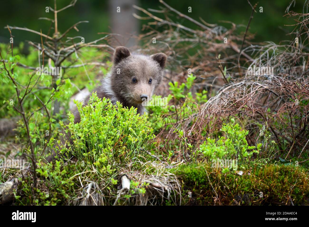 Cute grizzly bear cub in the grass hi-res stock photography and images ...