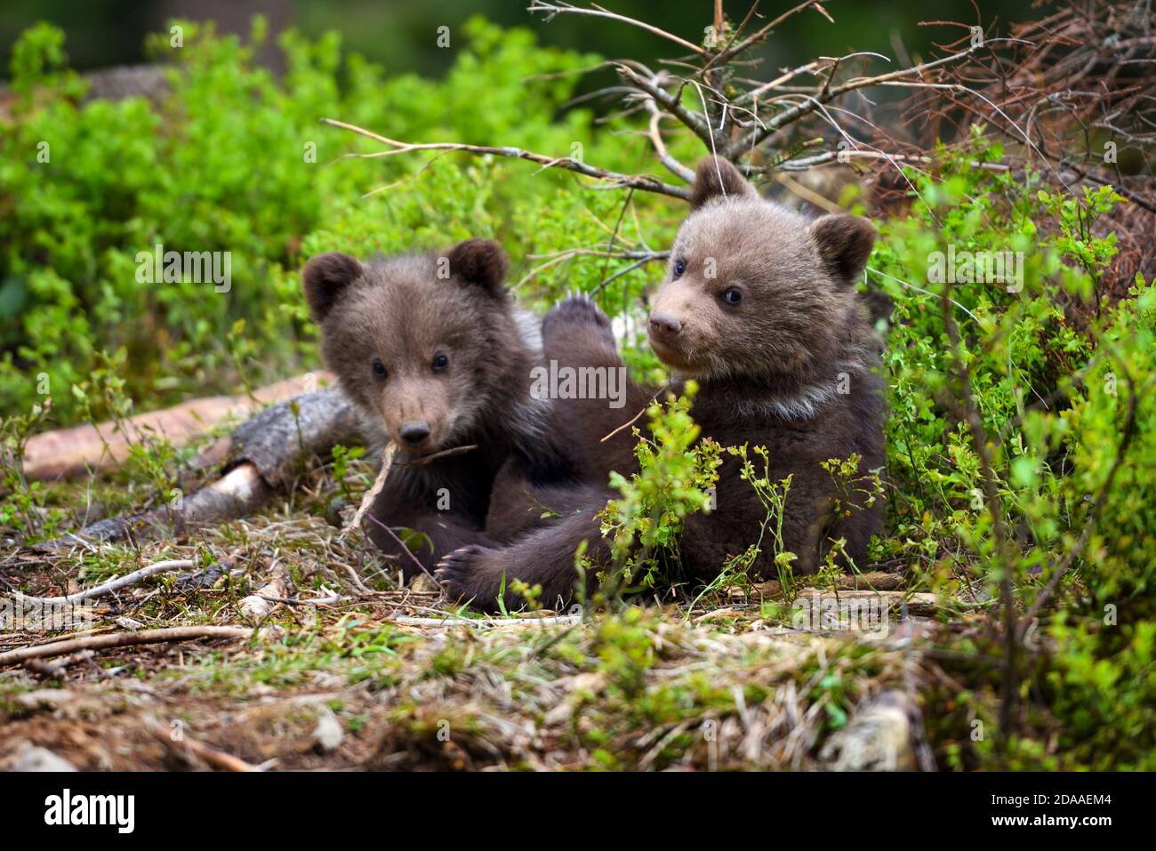 Two little brown bear cub are playing in summer forest Stock Photo - Alamy